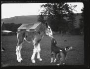 Foal and dog