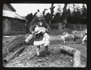 Lamb being bottle fed