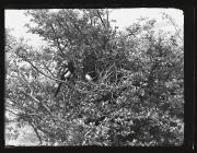 Magpie with young