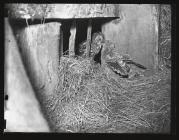 Tawny Owl feeding young in lay