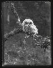 Young Tawny Owl on branch