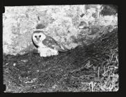 Barn Owl with young