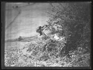 Buzzard landing at nest with rabbit