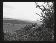 Buzzard at nest with young (1952)