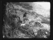 Buzzard near nest (Llewetrog?)