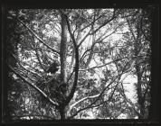 Buzzard at nest in tree