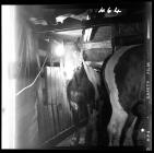 Pit pony underground at Garw Colliery