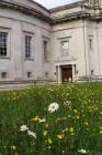 Summer meadow flowers, National Museum Cardiff