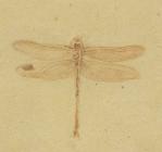 Fossil dragonfly