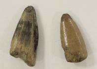 Fossil crocodile teeth