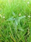 Yellow Rattle in the Urban Meadow, National...