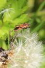 Cinnamon bug on the Urban Meadow, National...