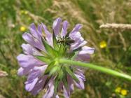 Thick-legged flower beetle on the Urban Meadow,...