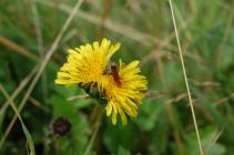 Soldier beetle on the Urban Meadow, National...