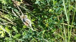 Common Blue Butterfly on the Urban Meadow,...