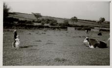 Children in a Field with Cattle