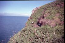 Puffin, Skomer Island