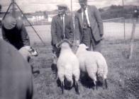 Isaac Thomas with sheep at Llandovery Show.
