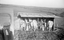 Milking in outdoor bail, Pantyrhuad 1955
