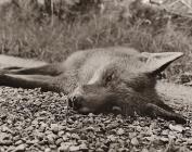 FOX, Ysbwty Ystwyth 1998