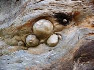 Fallen Tree, Hafod, Pontrhydygroes, Ceredigion...