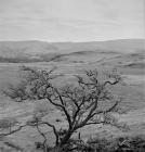 Devil's Bridge towards Hafod 1993