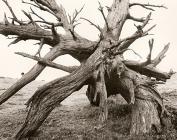 DEAD TREE ROOTS, Cefn Coch, Cwmystwyth,...