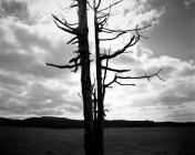 Dead Trees, Cwmystwyth circa 1996