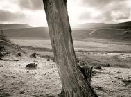 DEAD TREE, Cefn Coch, Cwmystwyth, Ceredigion 1996