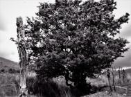 Nr Pantymawn, Hafod 1996