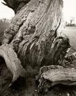 DEAD OAK, Near Aberystwyth, Ceredigion 2008