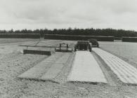 Forestry Commission Nursery at Slebech (4)