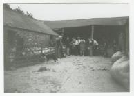 Shearing Sheep at Maesglas Farm