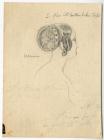 'Pencil sketch figurative study, woman’s...