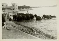 Elephants in Watchtower Bay, Barry