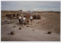 Tourists in the Petrified Forest