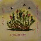 Crowberry by Liz Davies