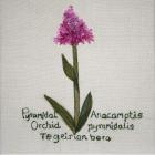 Pyramidal Orchid by Margaret Davies