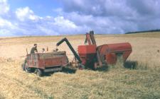 19 Unloading grain tank into trailer