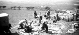 Sheep shearing at Pantyrhuad, St. Clears 1952