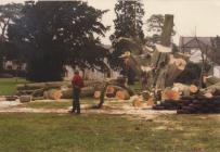 Felling of copper beech, Old Hall, Cowbridge...