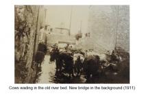Cowbridge centre, river Thaw with cows 1911  