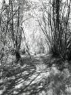 Part of the road to Blaen Glesyrch, Ceinws /...