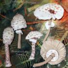 Parasol Mushroom by Annette Gregory