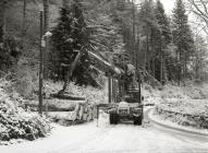 Forest timber lorries by Evans Bridge