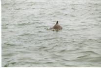 Harbour porpoise