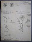 Composite drawings: Stitchwort, Blue Leaved...