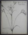 Lychnis Flos-cuculi 'Ragged Robin',...