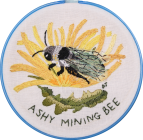 Ashy Mining Bee by Diana Jones