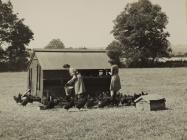 Llysfasi students feeding chickens c1950s